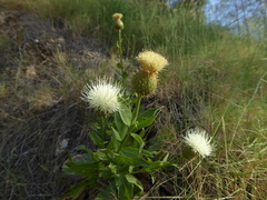 Klasea flavescens