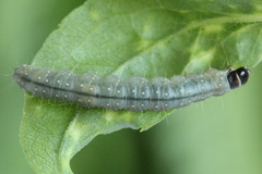 Sparganothis pilleriana