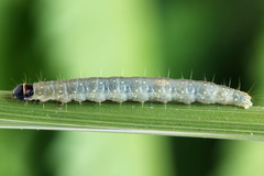 Sparganothis pilleriana