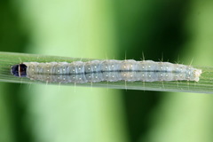 Sparganothis pilleriana