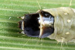 Sparganothis pilleriana