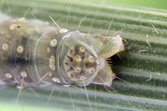 Sparganothis pilleriana