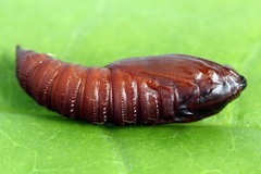 Sparganothis pilleriana