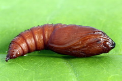 Sparganothis pilleriana