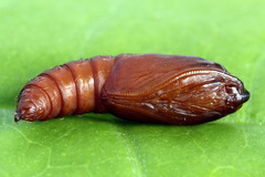 Sparganothis pilleriana