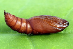 Sparganothis pilleriana