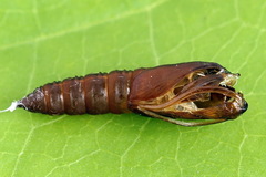 Sparganothis pilleriana