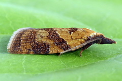 Sparganothis pilleriana