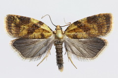 Sparganothis pilleriana