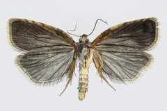 Sparganothis pilleriana