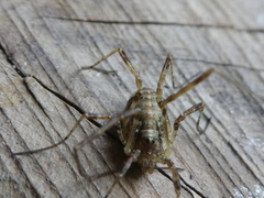 Paroligolophus