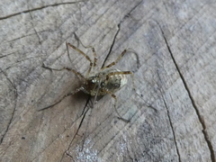 Paroligolophus