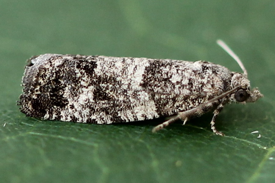 Larch-bud Moth