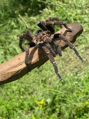 Aphonopelma seemanni
