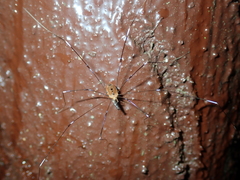 Pseudogagrella splendens