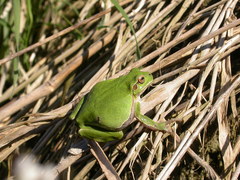 Hyla intermedia