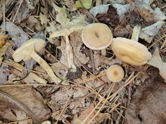 Pseudoomphalina compressipes