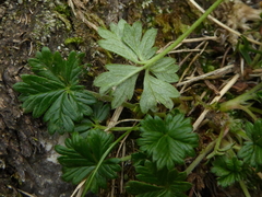 Potentilla pyrenaica