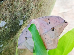 Lonomia electra