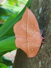 Lonomia electra