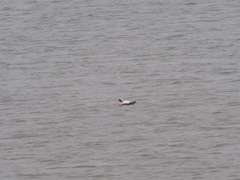 Somateria mollissima