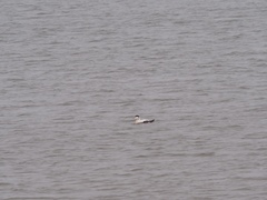 Somateria mollissima