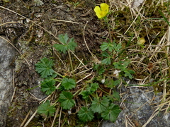 Potentilla pyrenaica