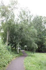 Betula utilis