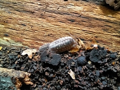 Oniscus asellus
