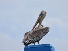 Pelecanus occidentalis
