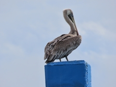 Pelecanus occidentalis