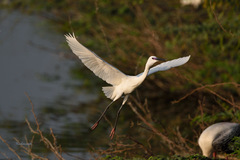 Egretta garzetta