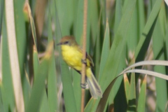 Pseudocolopteryx citreola