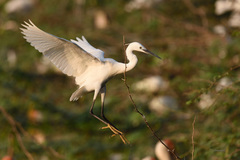 Egretta garzetta
