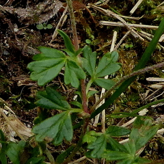 Potentilla pyrenaica