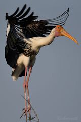 Mycteria leucocephala