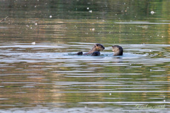 Lutrogale perspicillata