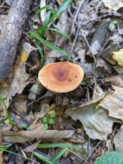Lactarius badiopallescens