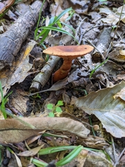 Lactarius badiopallescens