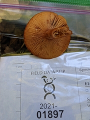 Lactarius badiopallescens