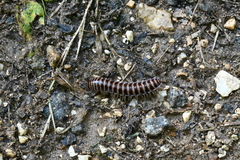 Prionogonus divergens