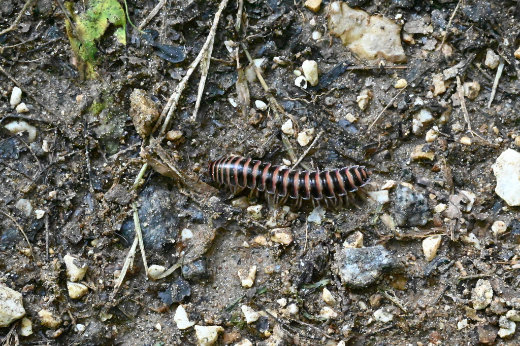 Sigmoria divergens
