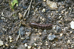 Prionogonus divergens