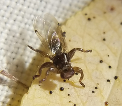 Lipoptena depressa