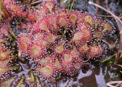 Drosera tokaiensis