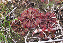 Drosera tokaiensis