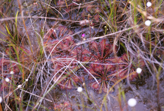 Drosera tokaiensis