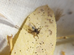 Lipoptena depressa
