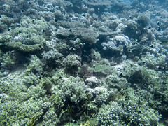 Pycnochromis dimidiatus