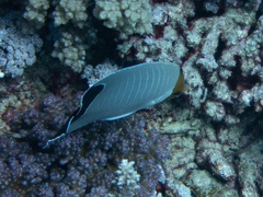 Chaetodon larvatus